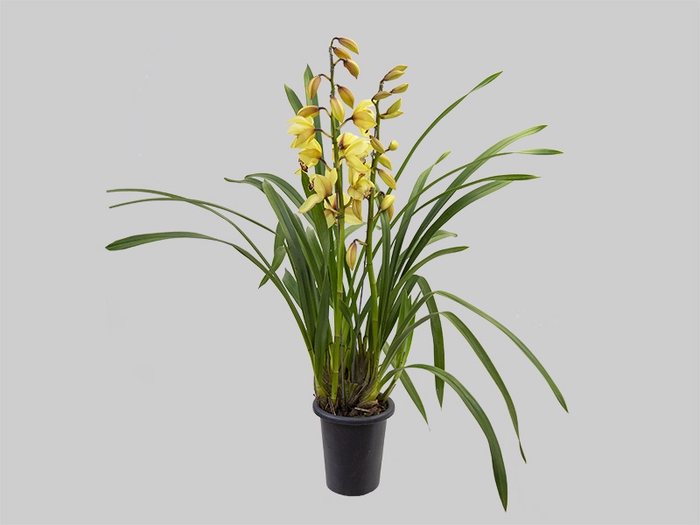 <h4>CYMBIDIUM P18 AMARELO MIN 2 HT</h4>