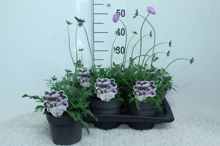 <h4>Scabiosa columb. 'Pink Mist'</h4>