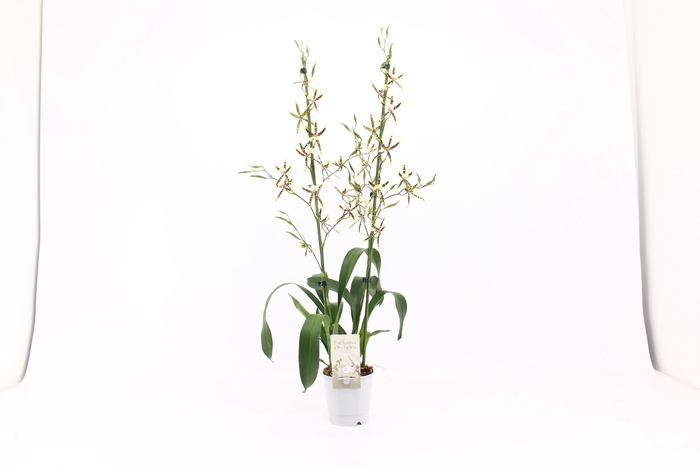 <h4>Brassia, Yellow Spider 2-spike 'Orchid Collection'</h4>