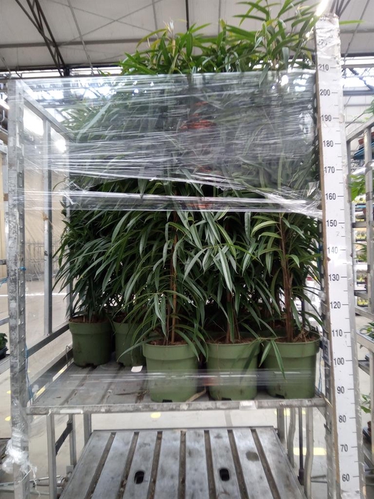 <h4>Ficus binn. 'Alii'</h4>