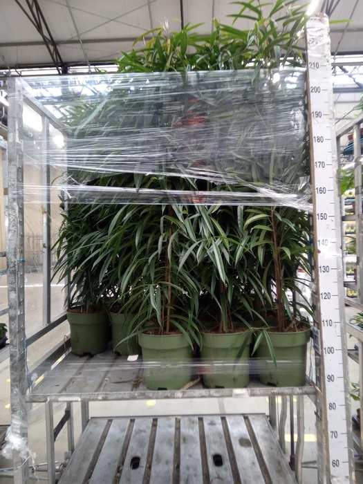 <h4>Ficus binn. 'Alii'</h4>