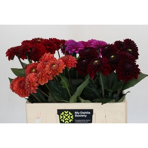 Dahlia   ...mix /bos
