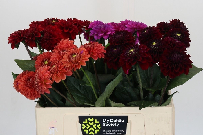 <h4>Dahlia   ...mix /bos</h4>