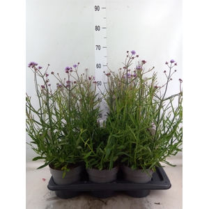 Verbena bonariensis