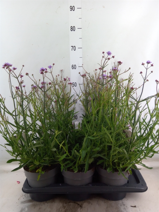 <h4>Verbena bonariensis</h4>