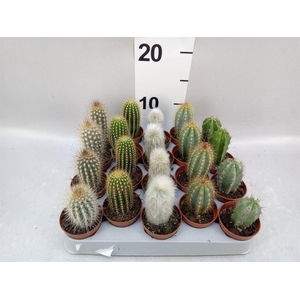 Cereus   ...