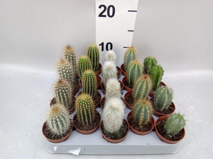 <h4>Cereus   ...</h4>