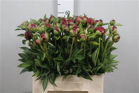 <h4>Paeo Buckeye Belle</h4>