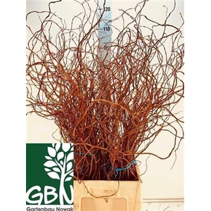 SALIX OV ROOD X 20