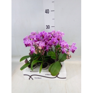 Phalaenopsis   ...mini