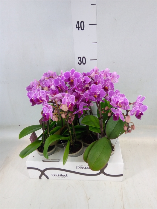 <h4>Phalaenopsis   ...mini</h4>