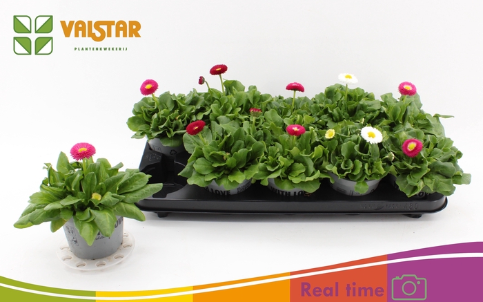 <h4>BELLIS P KL BEL GEM</h4>