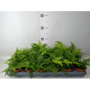 Athyrium   ...