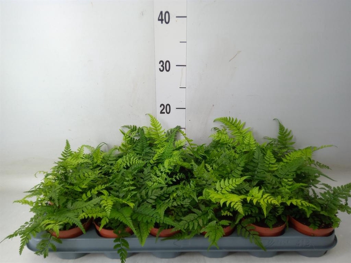 <h4>Athyrium   ...</h4>
