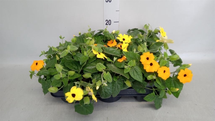 <h4>Thunbergia alata</h4>