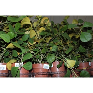 FICUS DELTOIDEA P14