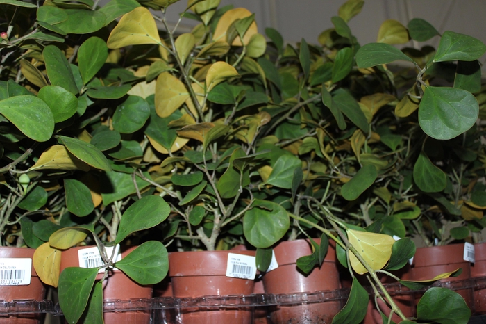 <h4>FICUS DELTOIDEA P14</h4>
