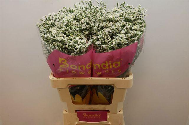 <h4>LIM SIN CHINA WHITE</h4>