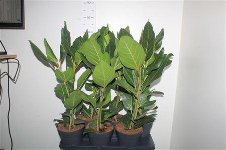 <h4>Fic Bengalensis</h4>