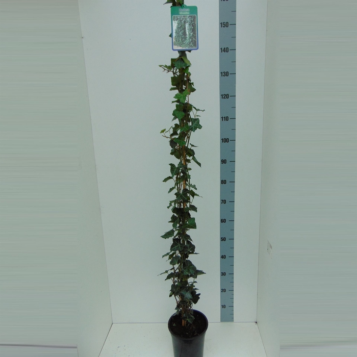 <h4>Hedera hibernica</h4>