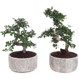 Bonsai Indoor Mix Ø20cm S-Shape in Ø22cm Rustic Bowl