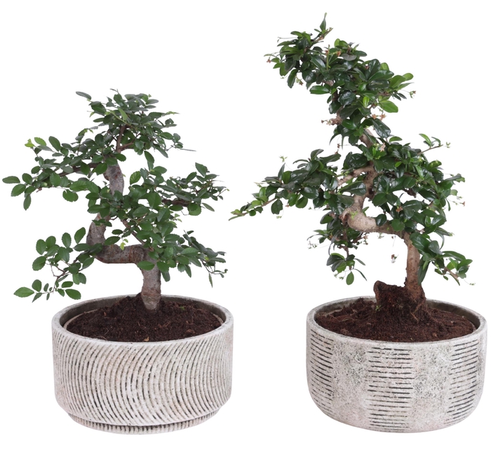 <h4>Bonsai Indoor Mix Ø20cm S-Shape in Ø22cm Rustic Bowl</h4>