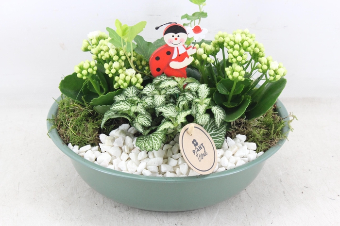 <h4>arr2 PL - Zink schaal groen - wit</h4>