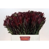 Leucadendron Saf Sunset Dark Red