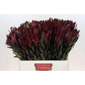 Leucadendron Saf Sunset Dark R.