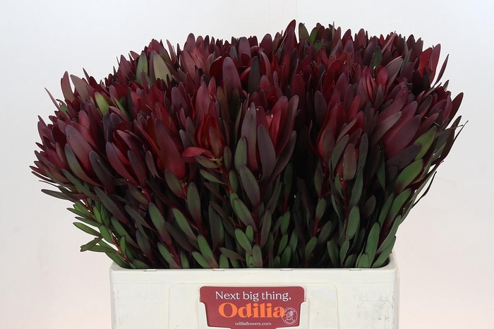 <h4>Leucadendron Saf Sunset Dark R.</h4>