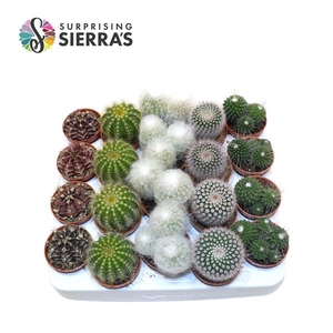 Sierra's® - Santiago Cactus Mix (Deluxe)