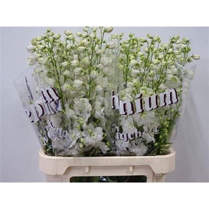 Delphinium DU 'Dewi imp White'
