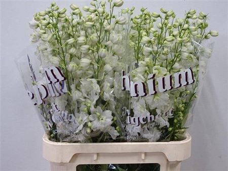 <h4>Delphinium DU 'Dewi imp White'</h4>