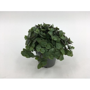 CALLISIA REPENS p6
