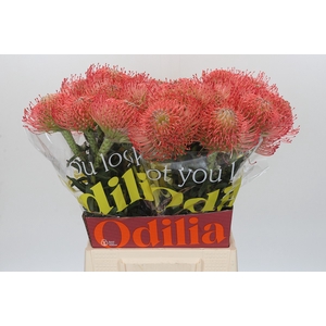 Nutans Ayoba Pink