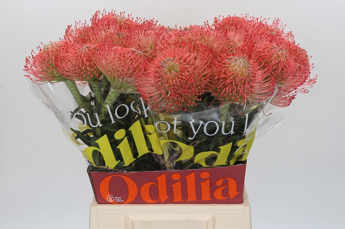 <h4>Nutans Ayoba Pink</h4>