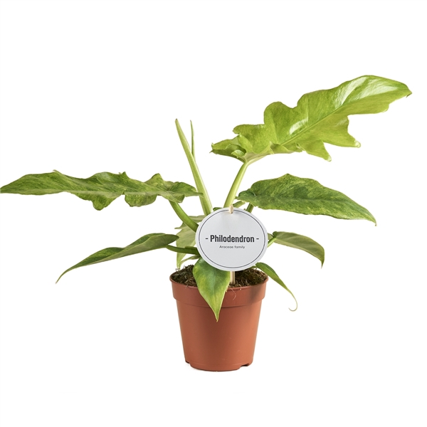 <h4>Philodendron Bob Cee</h4>