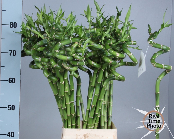 <h4>DRAC LUCKY BAMBOO</h4>