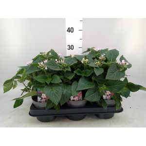 Pentas lanceolata 'Starclust Laven'