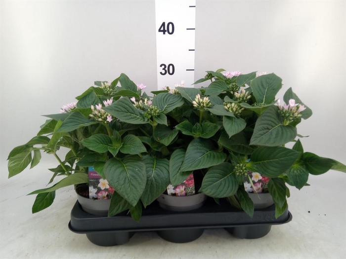 <h4>Pentas lanceolata 'Starclust Laven'</h4>