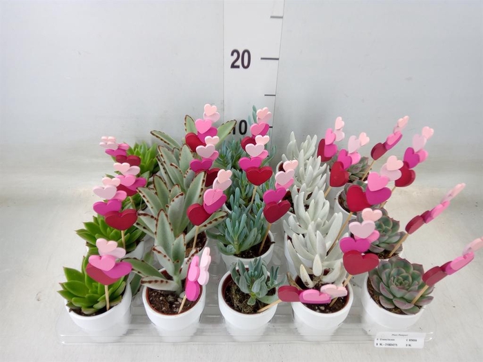 <h4>Succulents   ...</h4>