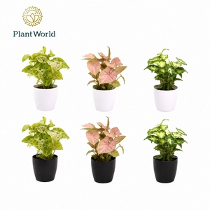 Syngonium gemengd 7 cm in Sara Black & White