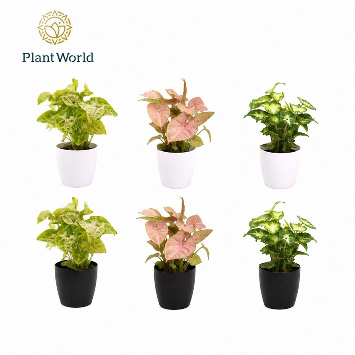 <h4>Syngonium gemengd 7 cm in Sara Black & White</h4>