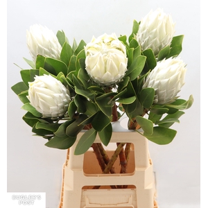 Protea Ayoba Arctic Ice