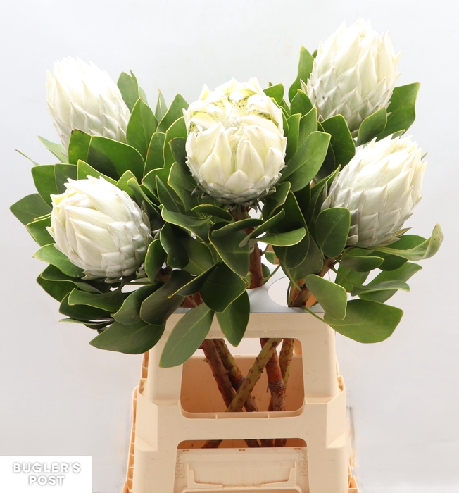 <h4>Protea Ayoba Arctic Ice</h4>