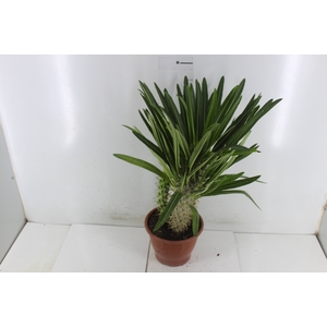 PACHYPODIUM LAMEREI P19
