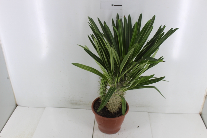 PACHYPODIUM LAMEREI P19