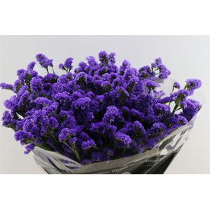 Lim S Lilac Bleu