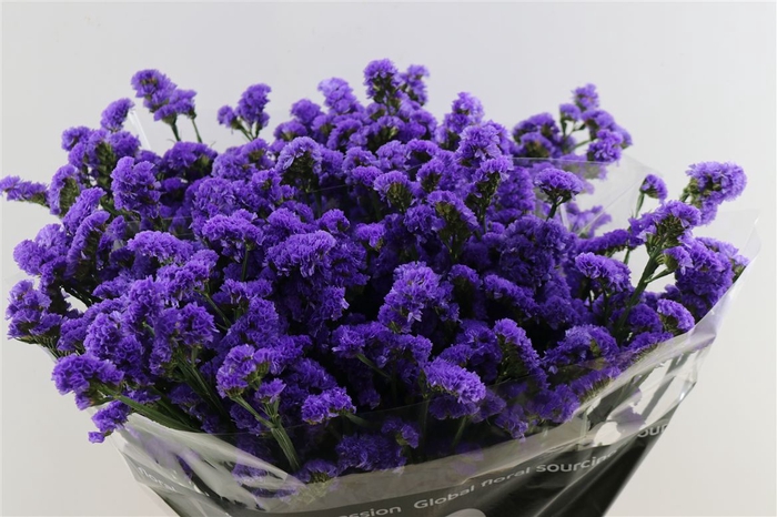 <h4>Lim S Lilac Bleu</h4>