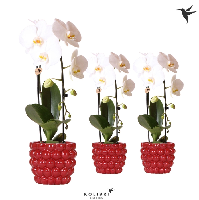 <h4>Kolibri Orchids Phalaenopsis Cascade Niagara Fall white 1 spike in Berry pot</h4>